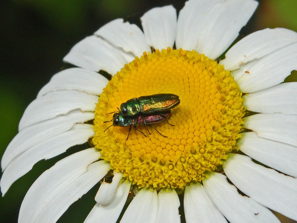 Anthaxia thalassophila (Buprestidae)